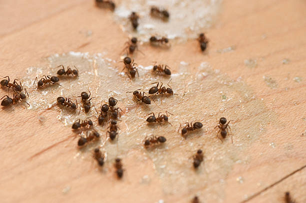 Best Affordable Pest Control Services  in Fillmore, UT
